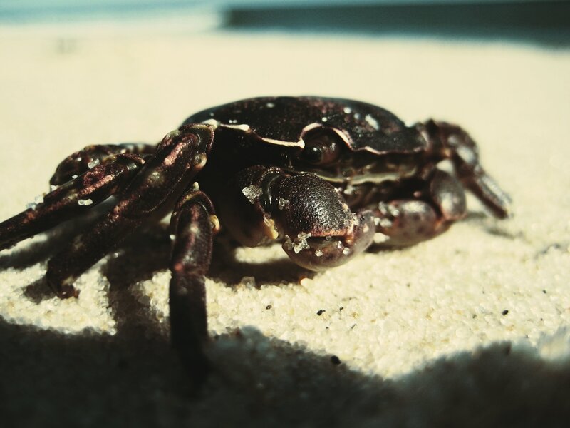 Dark Crab on Sand