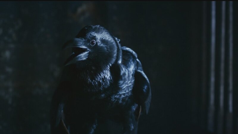 dark crow in dim light