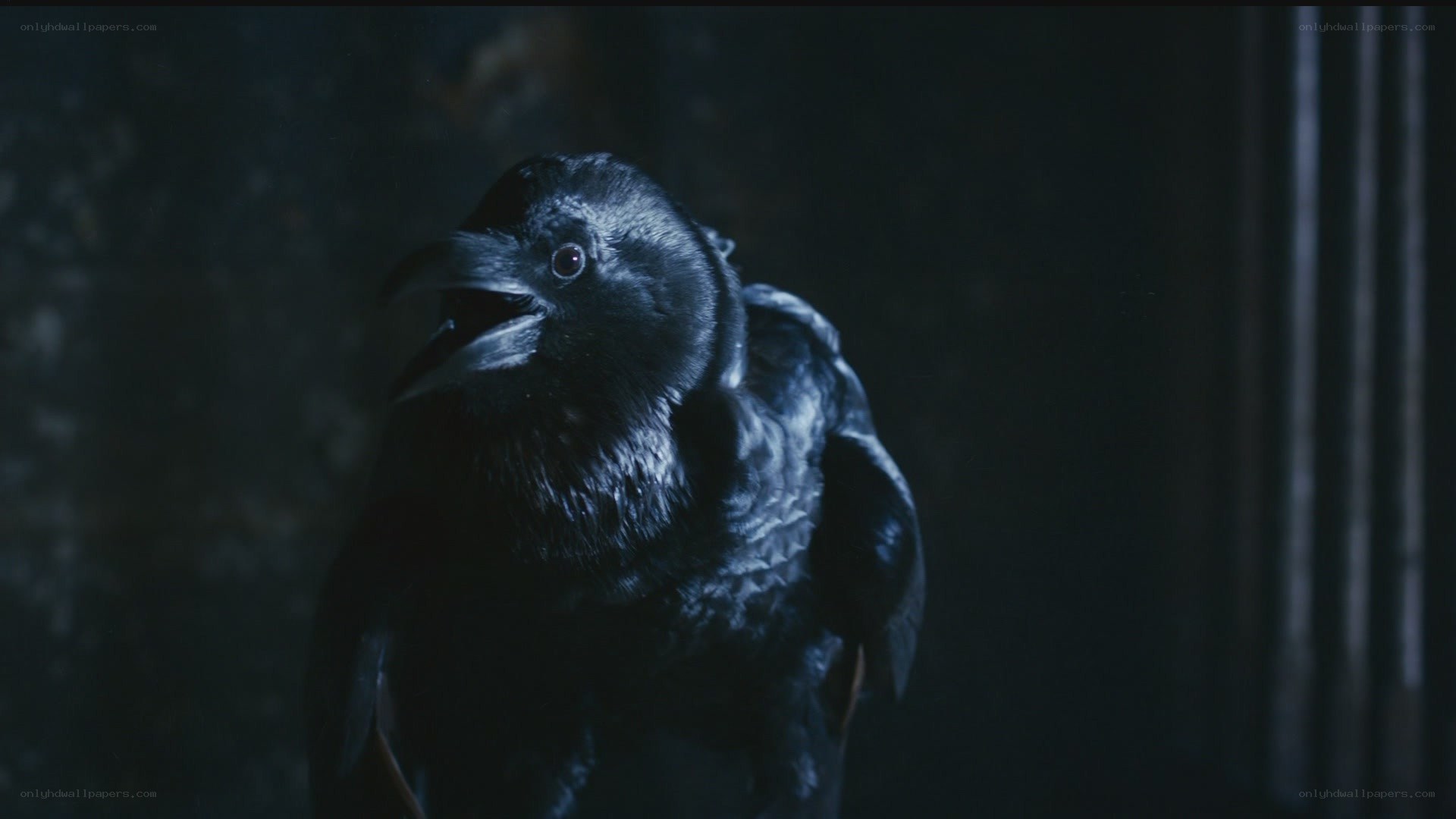 dark crow in dim light
