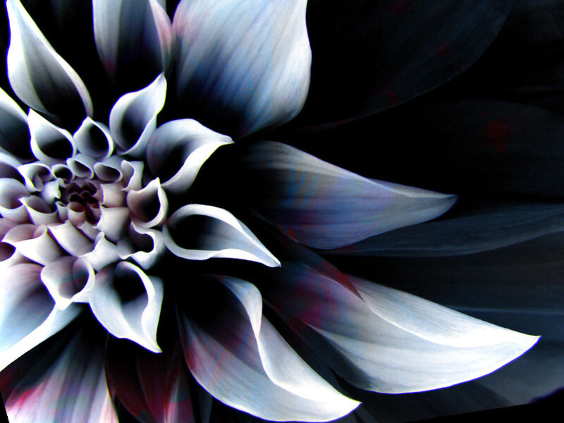 Dark dahlia flower close-up
