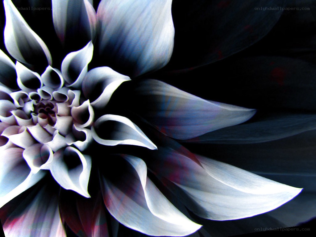 Dark dahlia flower close-up