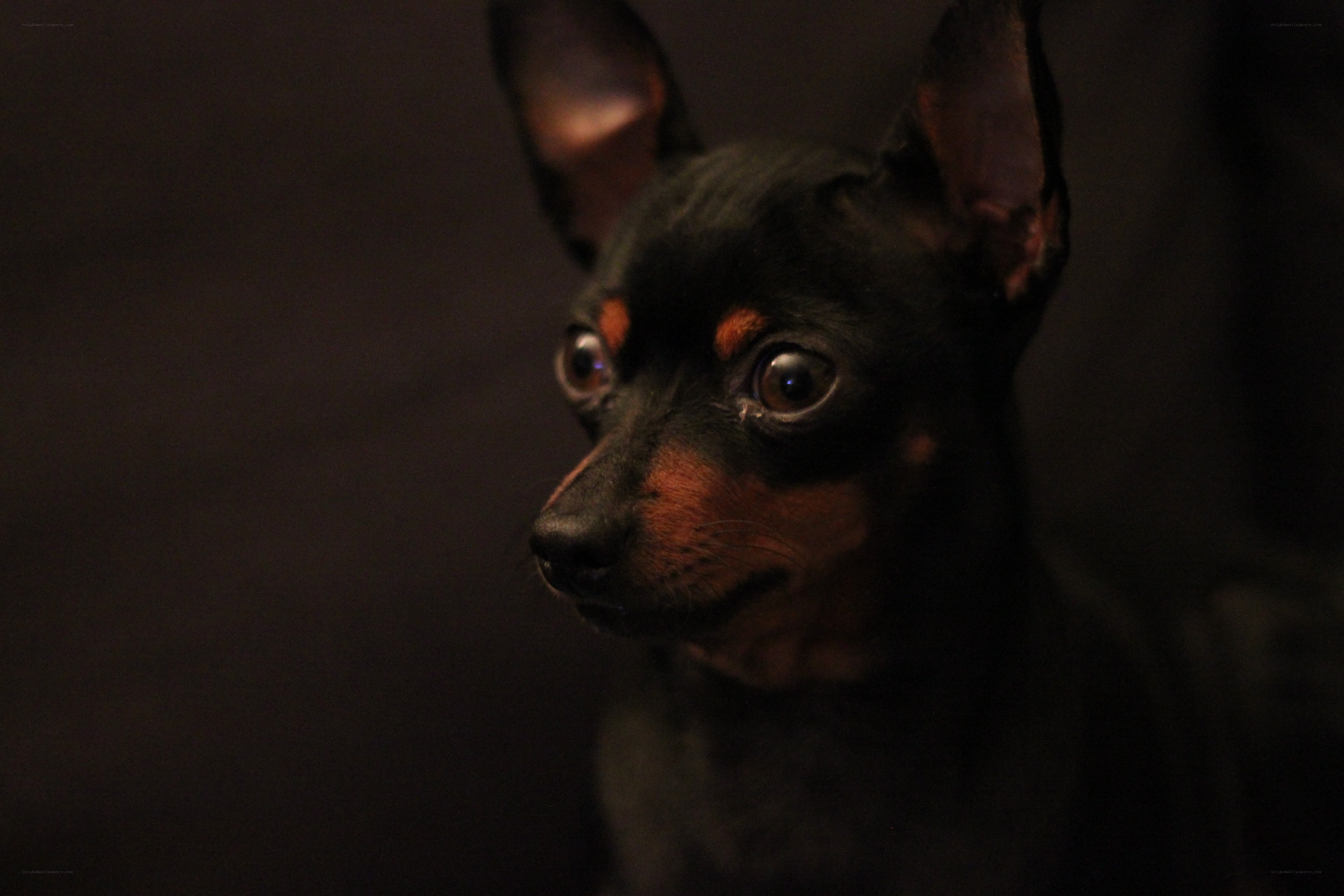 dark dog with wide eyes