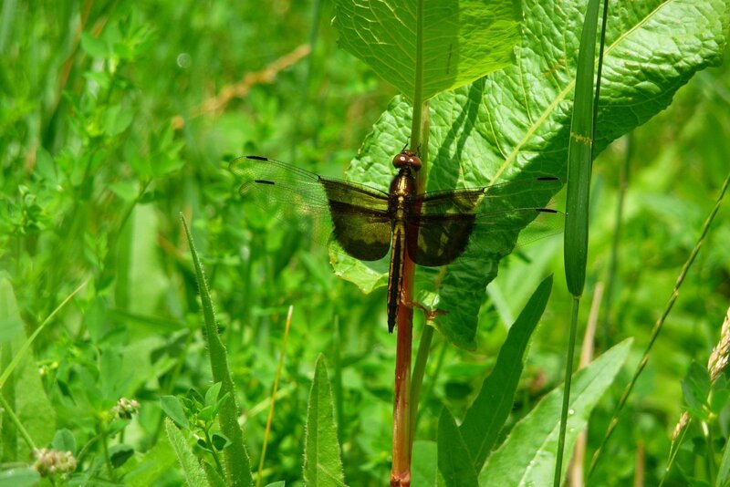 Dark Dragonfly on Leaf