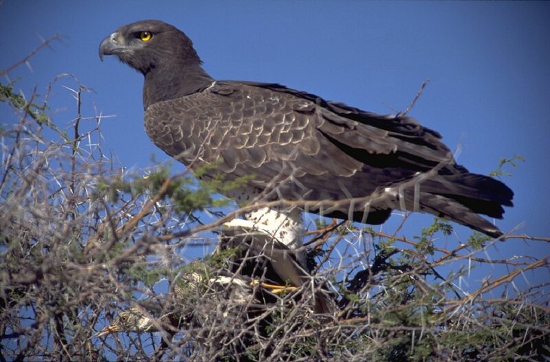 Dark Eagle in Tree