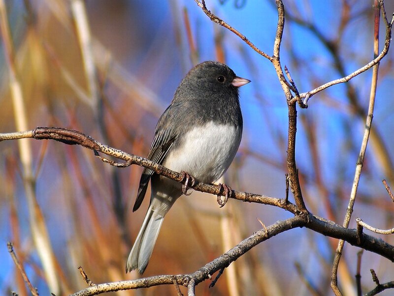 Dark-eyed Junco Bird — Blue