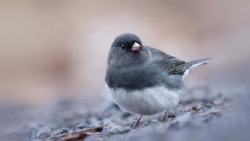 Dark-eyed Junco Bird — Gray