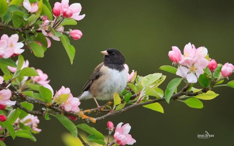 Dark-eyed Junco Bird — Green