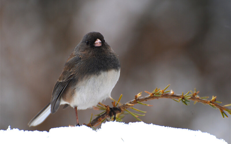 Dark-eyed Junco Bird — White