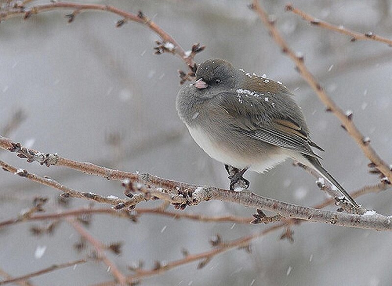 Dark-eyed Junco in Snow — Gray