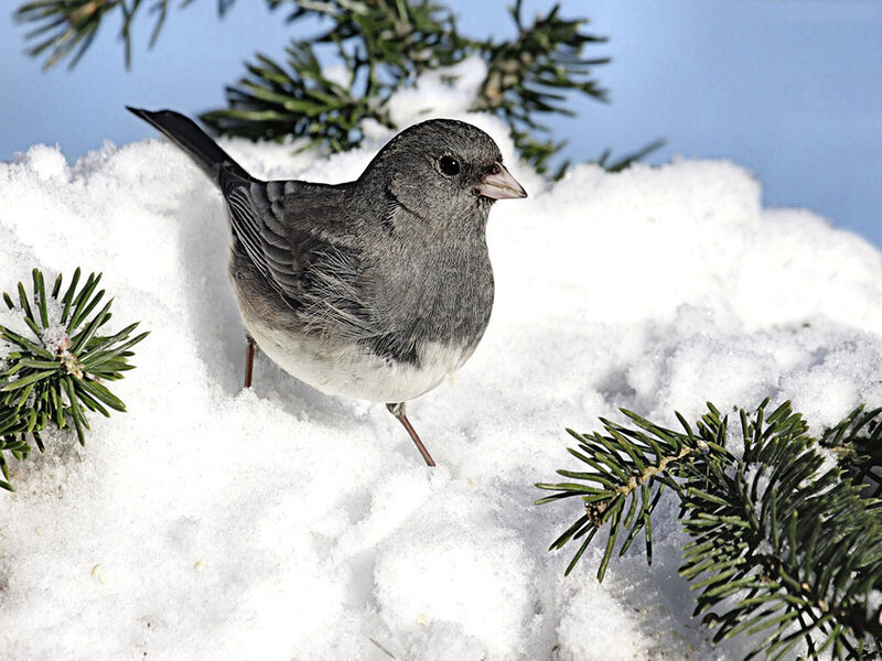 Dark-eyed Junco in Snow