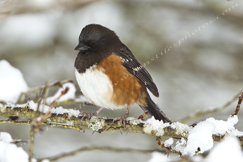 Dark-eyed Junco on Branch