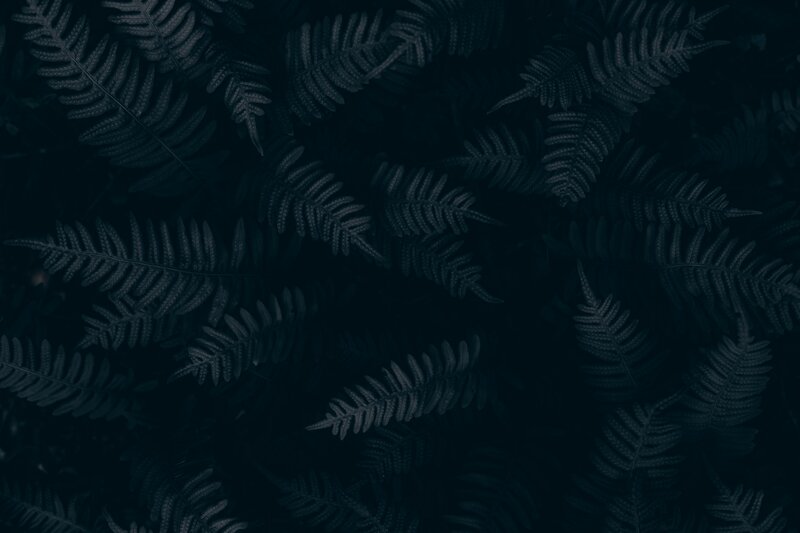 Dark Fern Leaves
