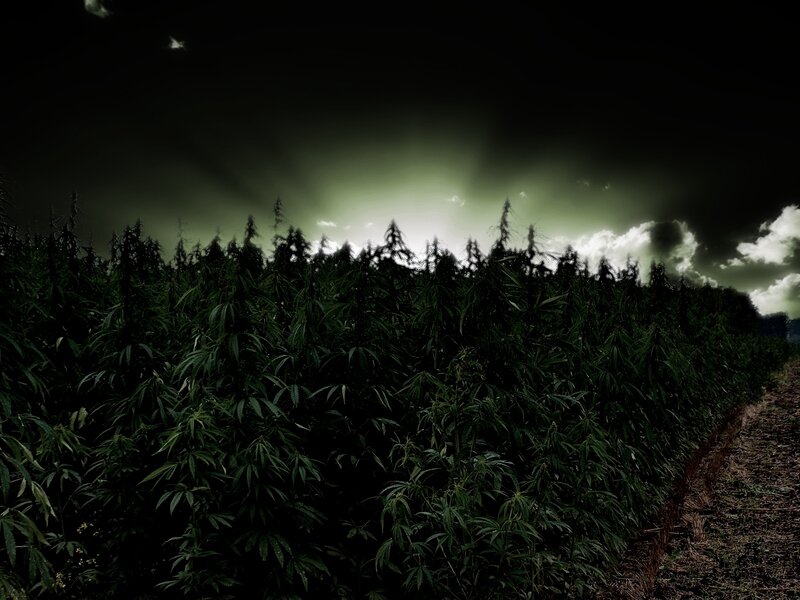 Dark field of cannabis plants