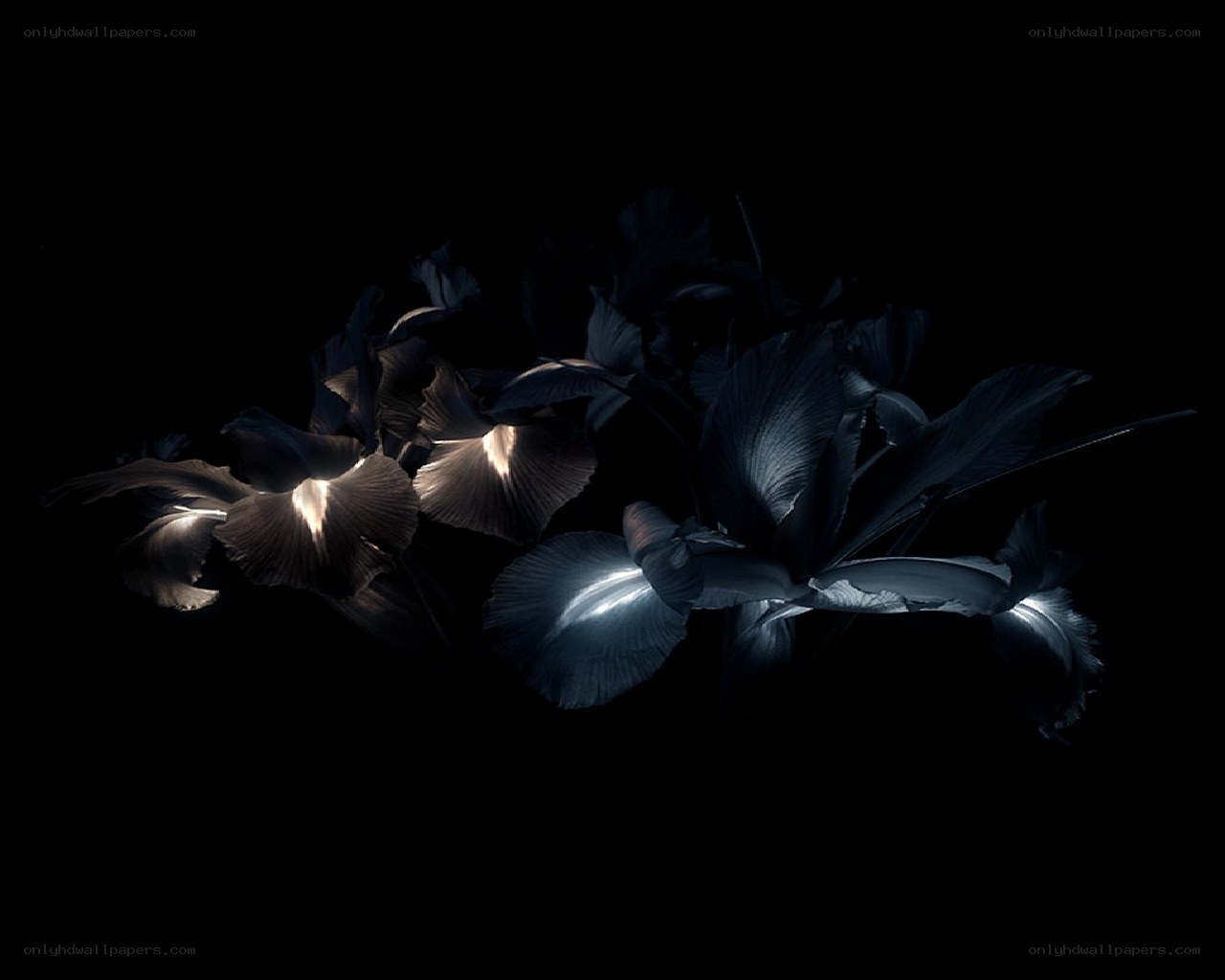dark floral arrangement