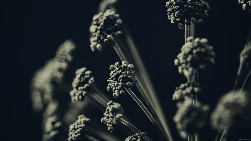 dark floral close-up