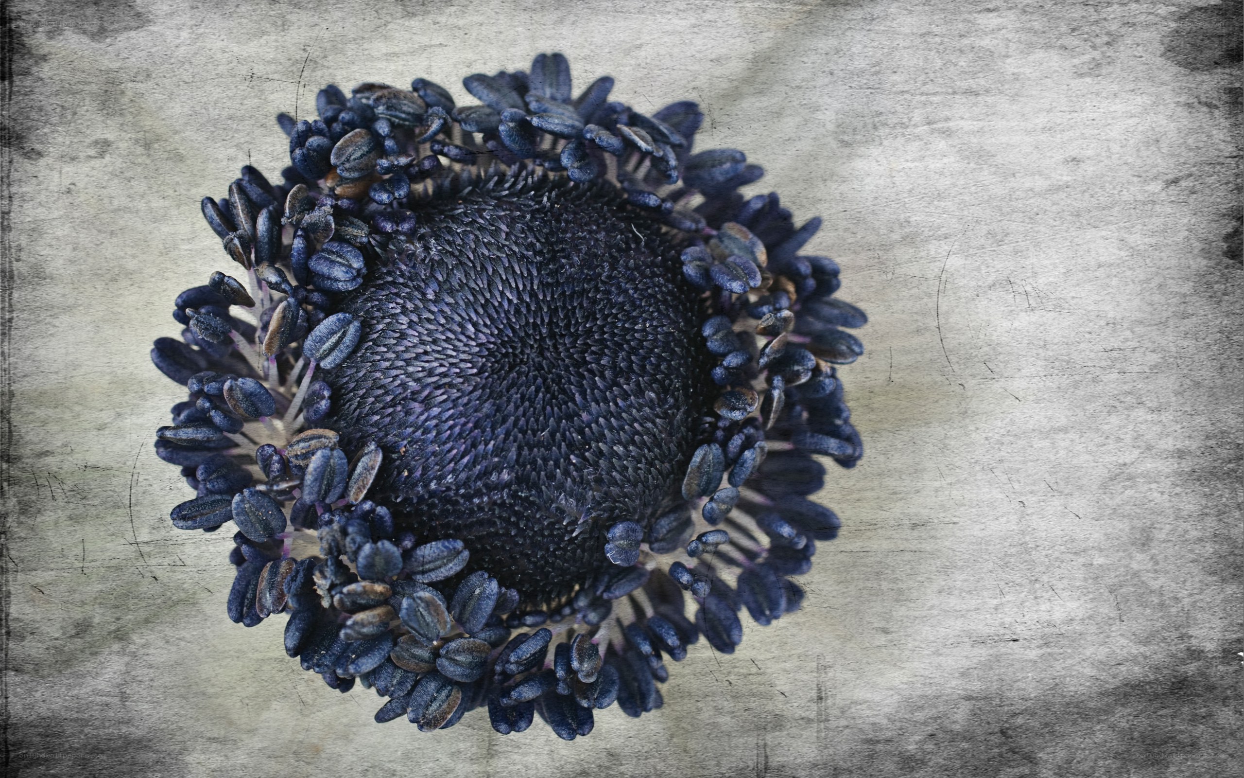 dark flower head close-up