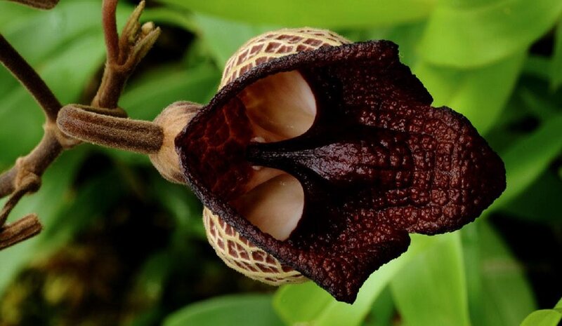 Dark Flower with Netted Base
