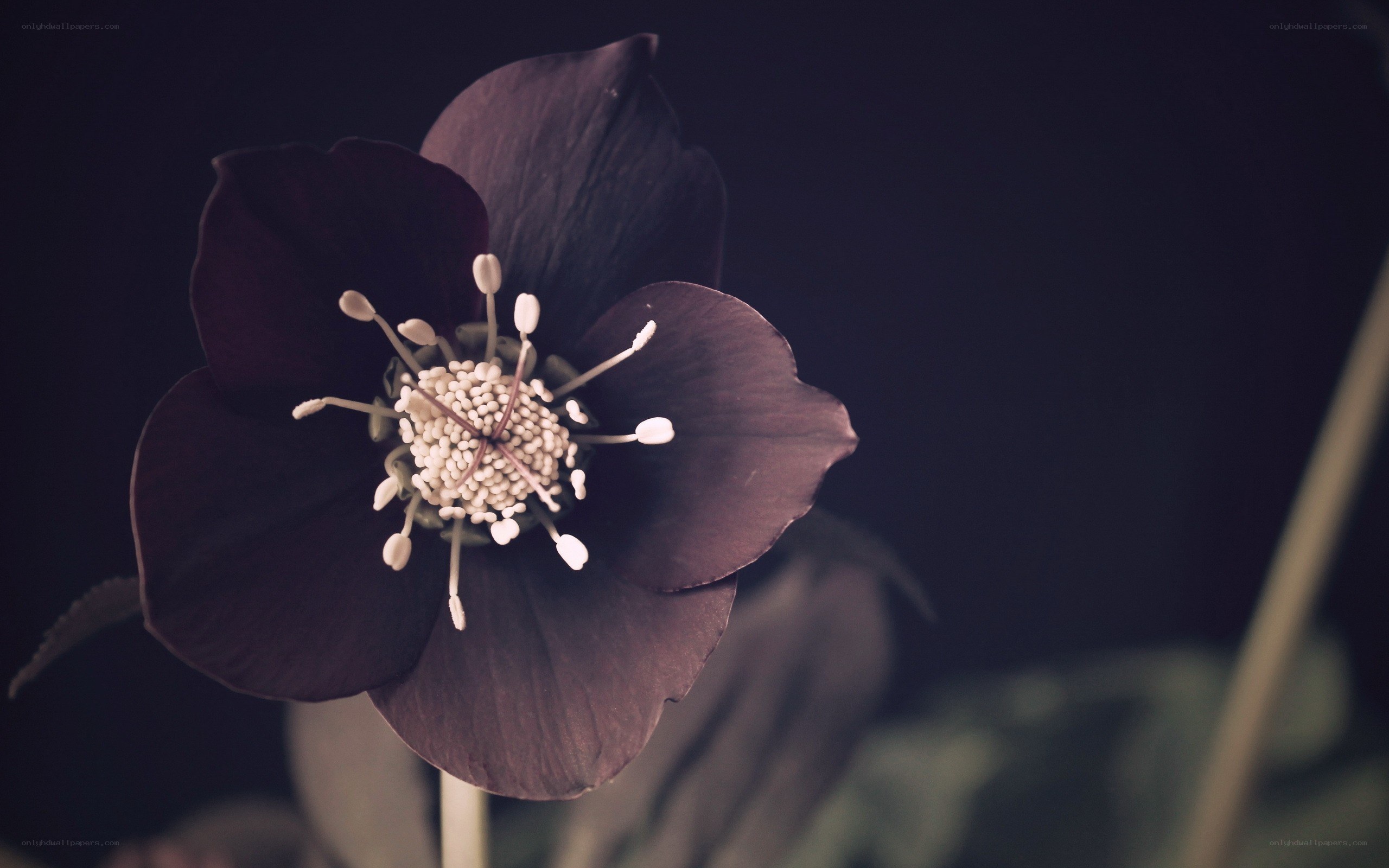 dark flower with white stamen