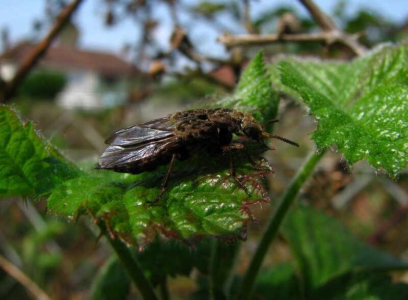Dark Fly on Green Leaf