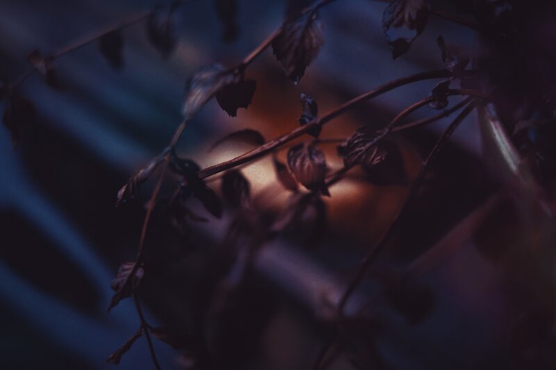 Dark foliage with warm glow