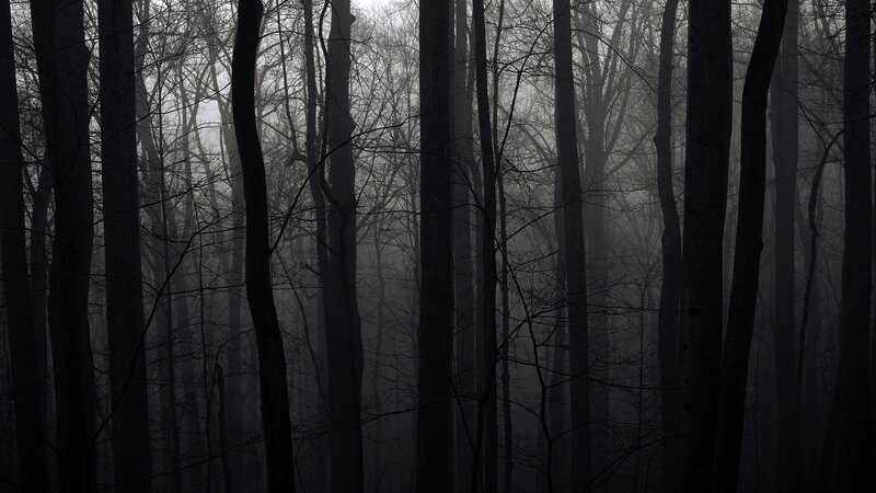 dark forest at dawn