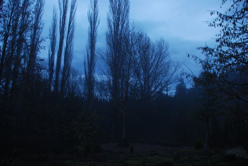 dark forest at dusk