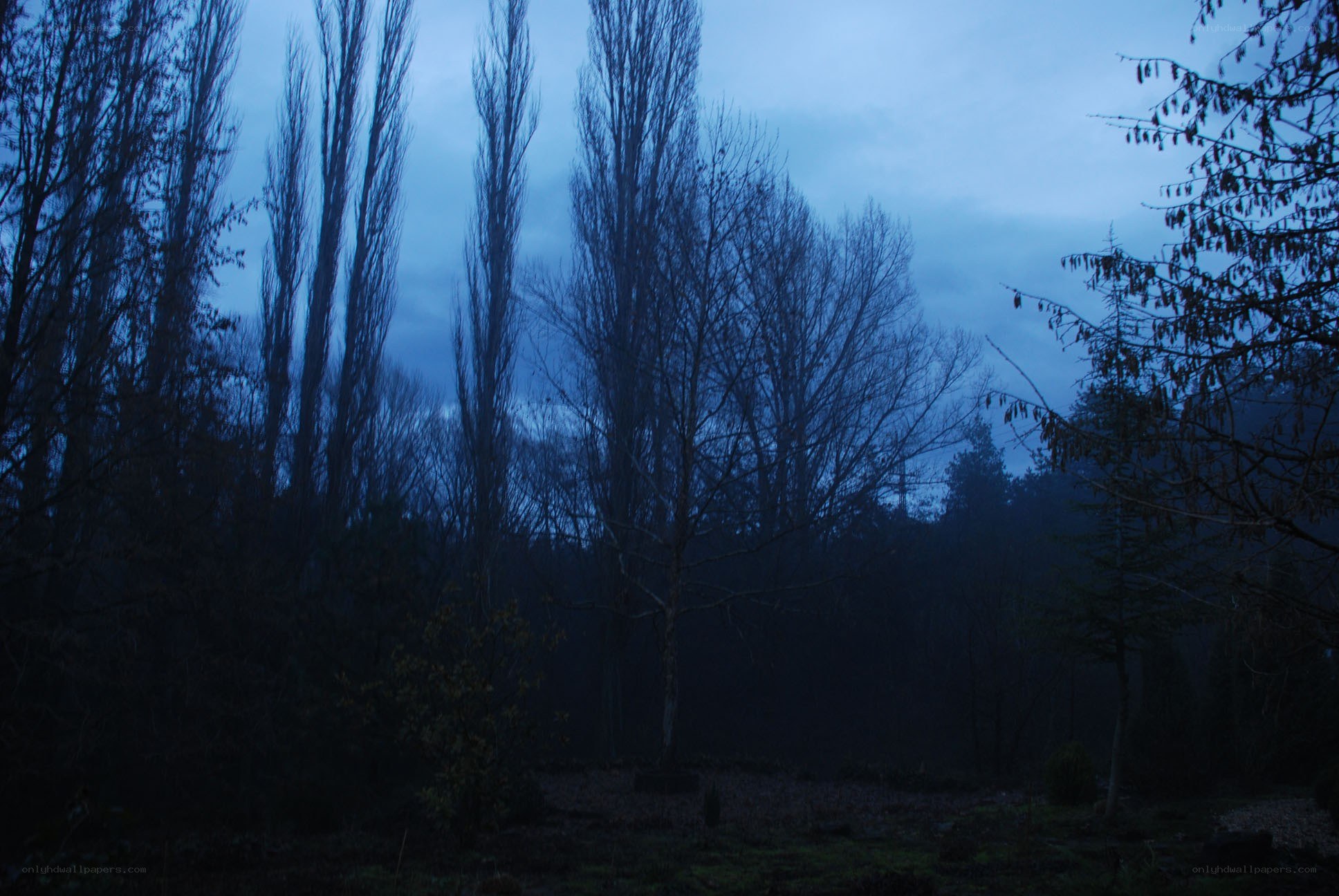 dark forest at dusk