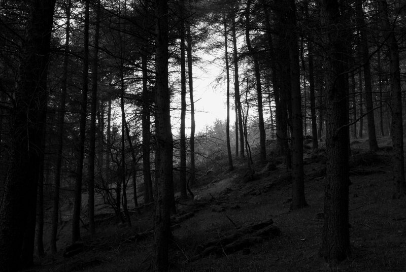 Dark forest at dusk