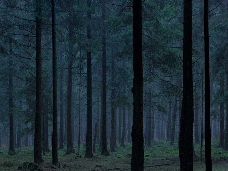 dark forest at dusk