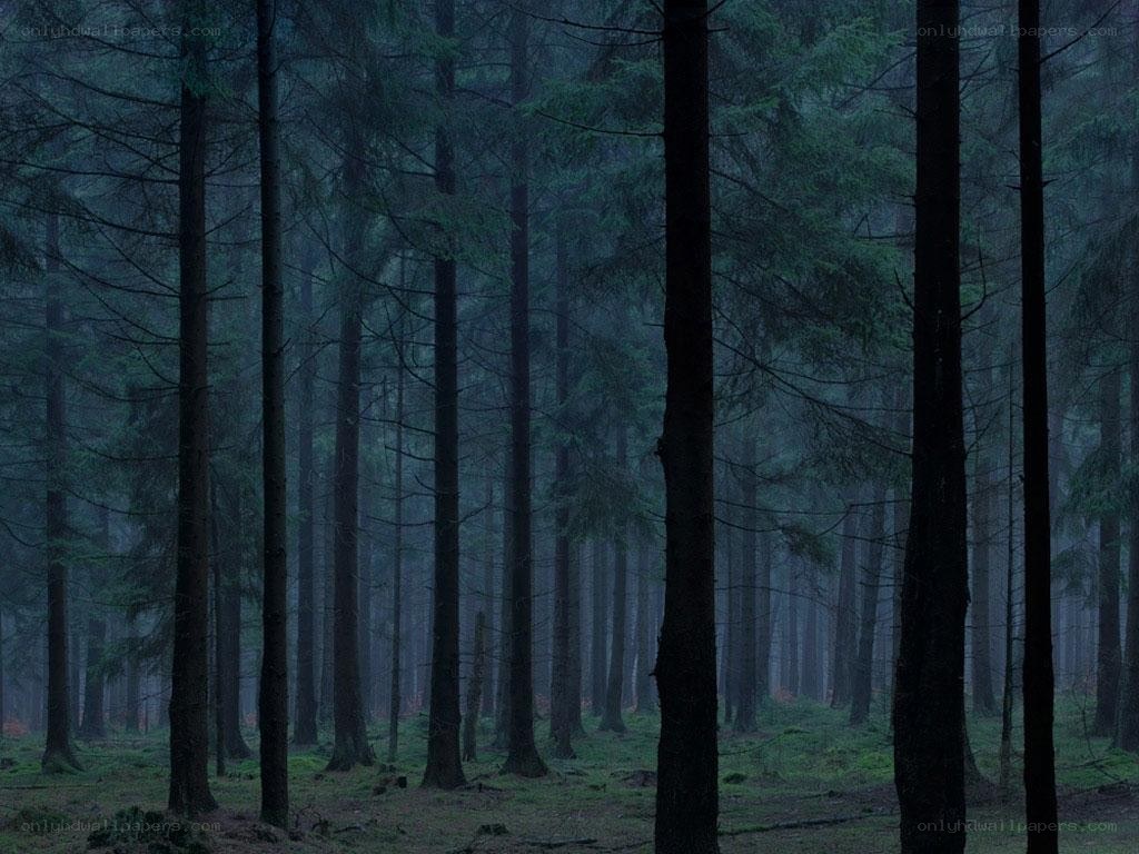 dark forest at dusk
