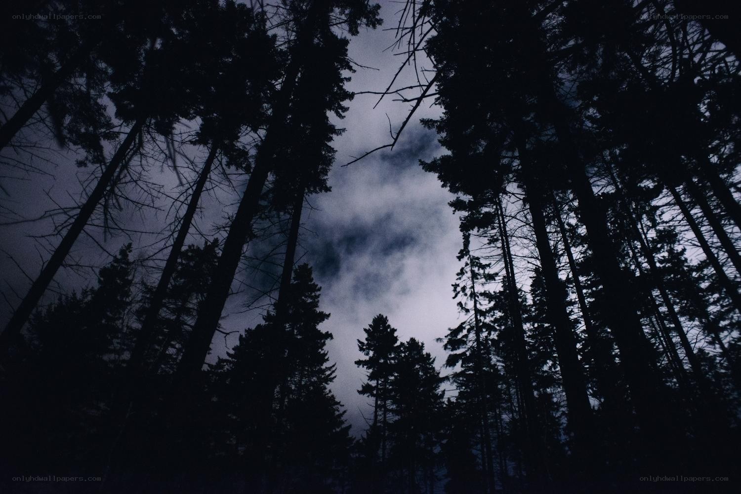 Dark forest at dusk
