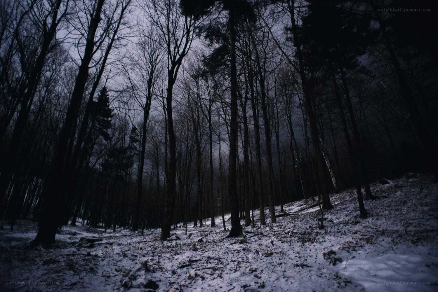 dark forest at dusk