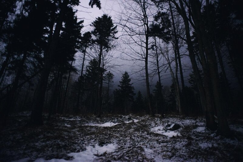 Dark forest at dusk