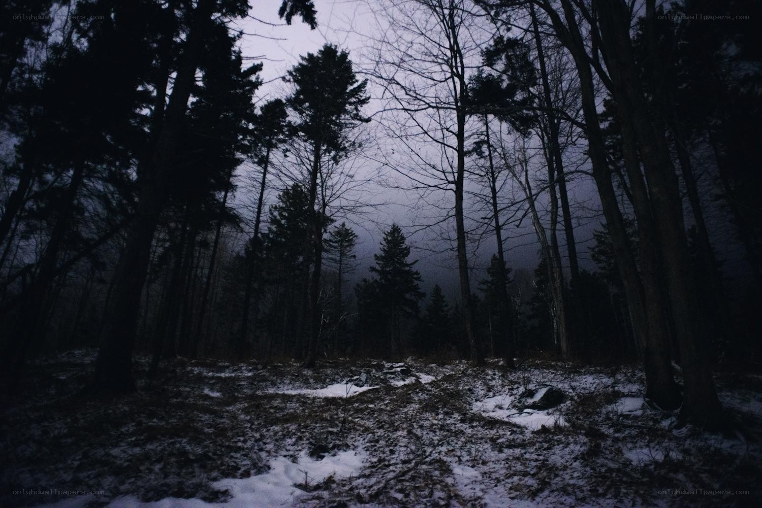 Dark forest at dusk