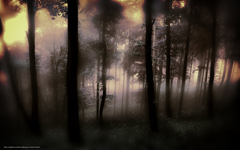 Dark Forest at Dusk — Black