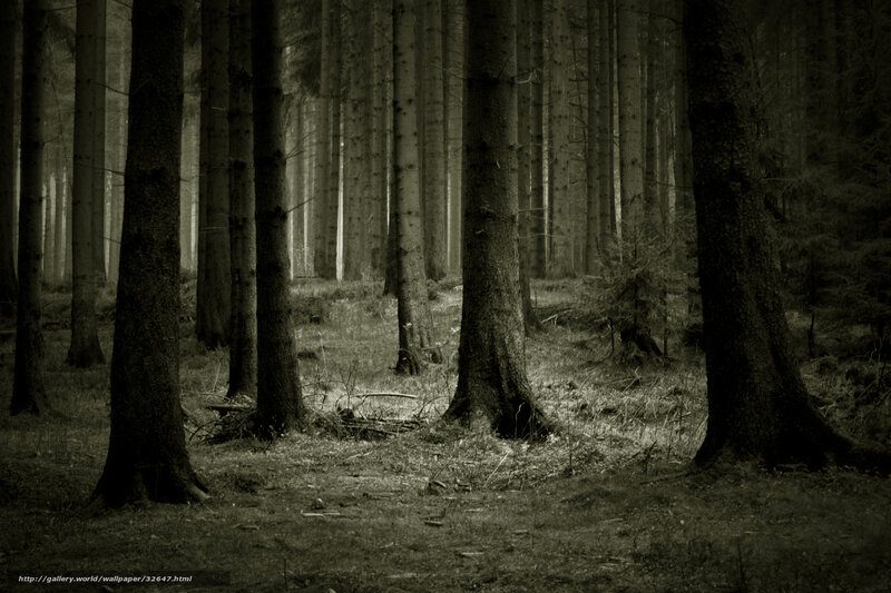 Dark forest at dusk
