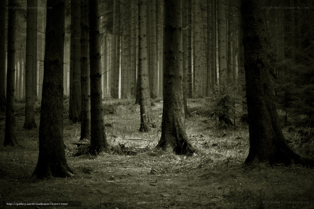 Dark forest at dusk