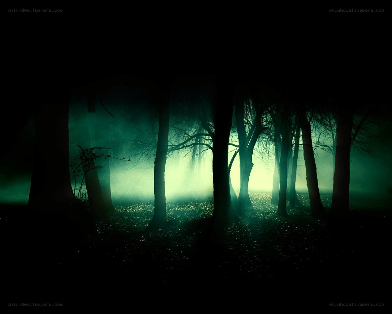 Dark forest at night