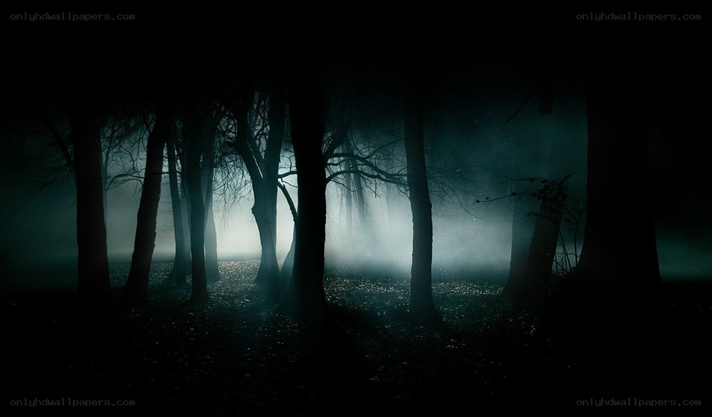 dark forest at night