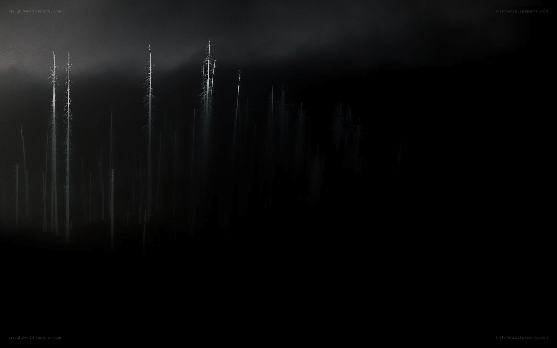 Dark forest at night