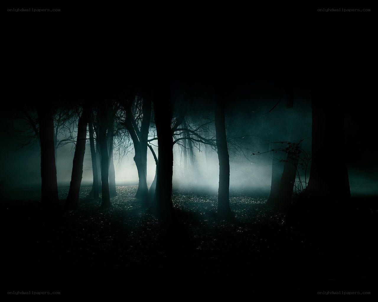 Dark forest at night