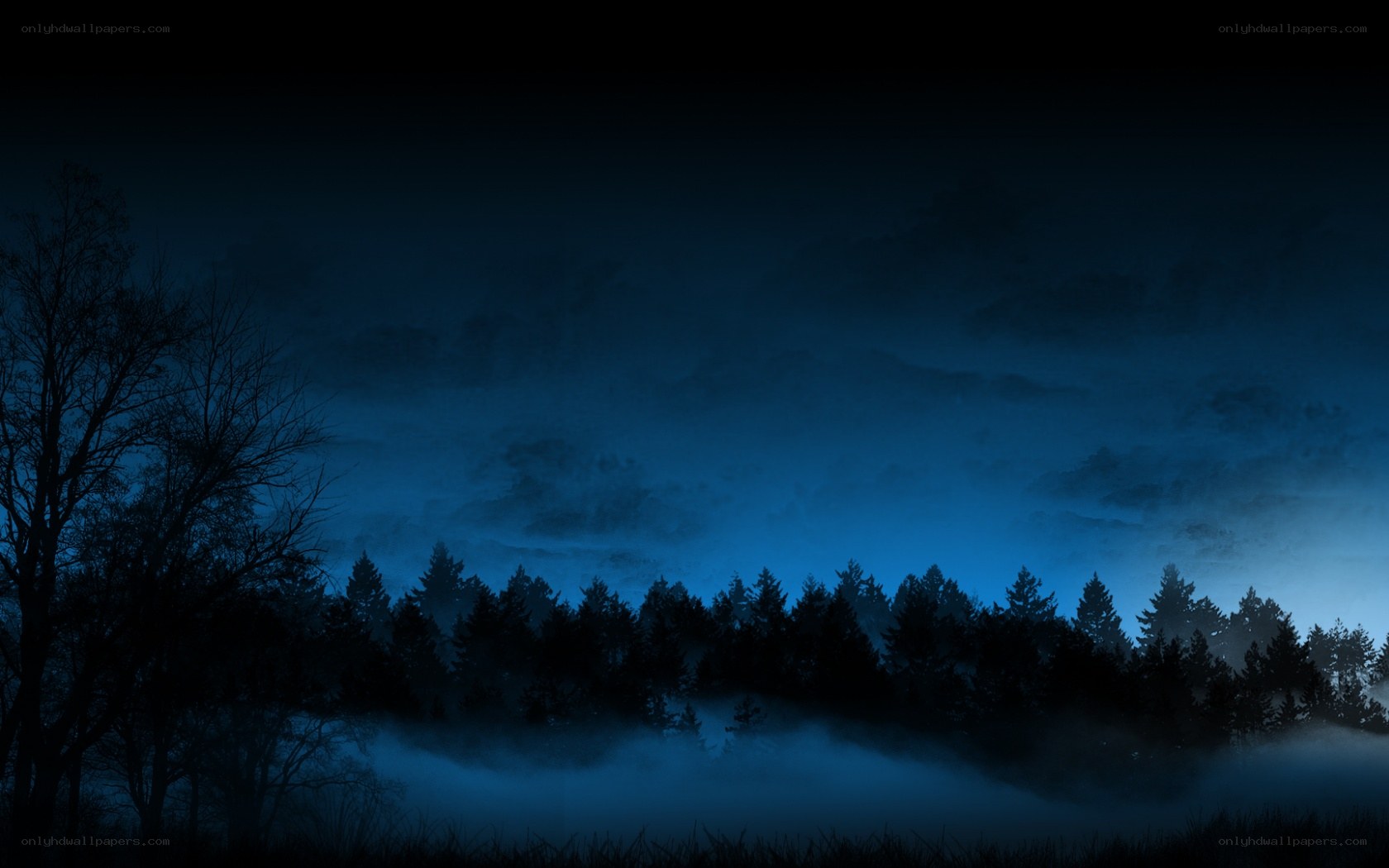 Dark forest at night