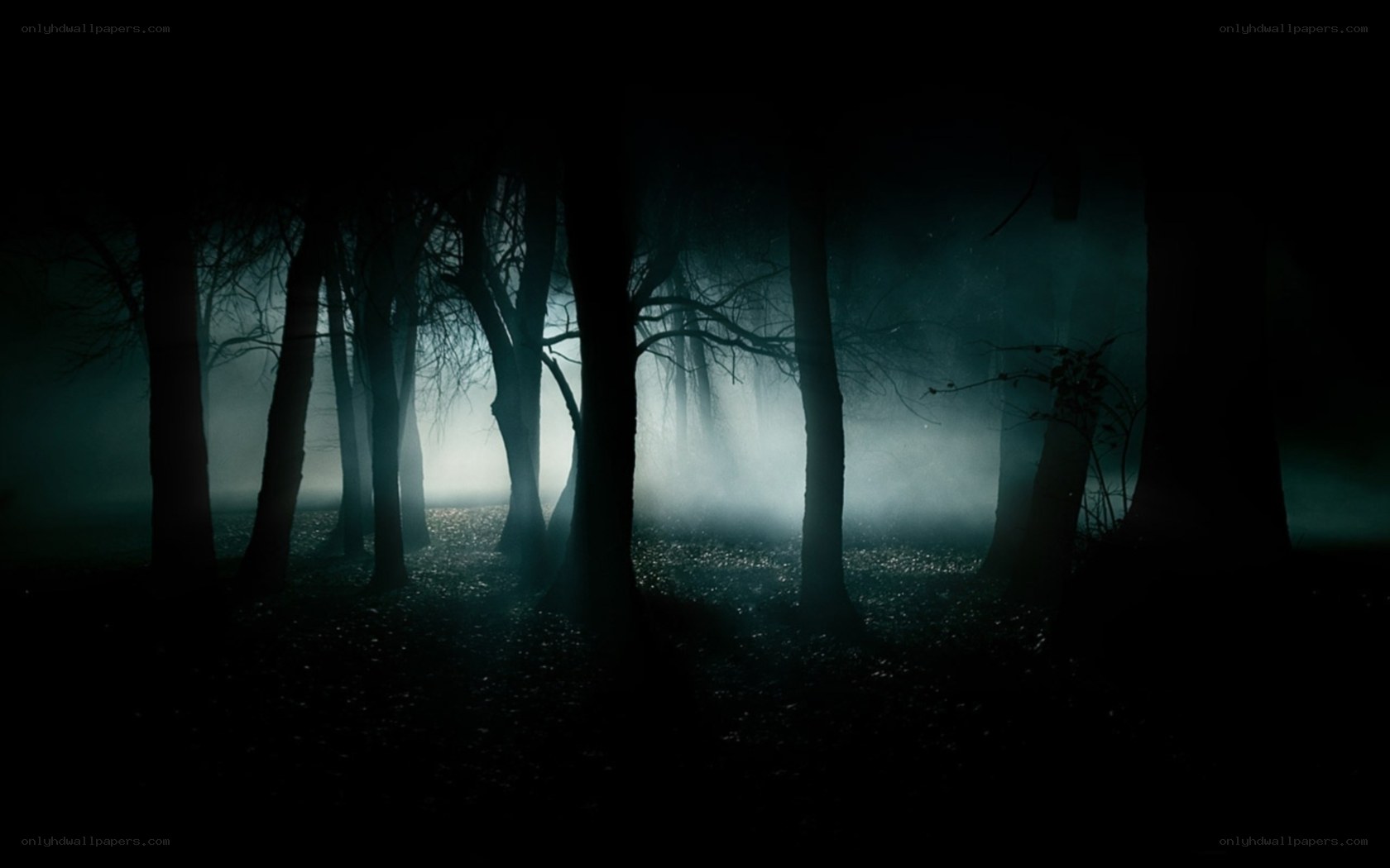 Dark forest at night