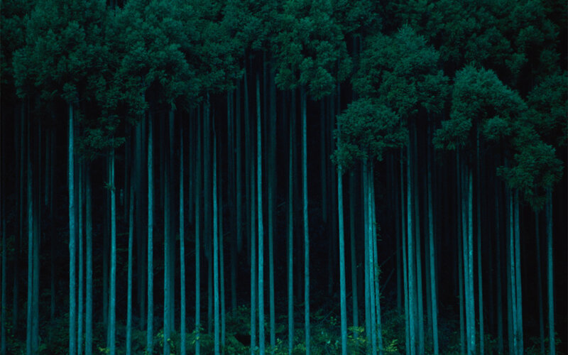 Dark forest at night
