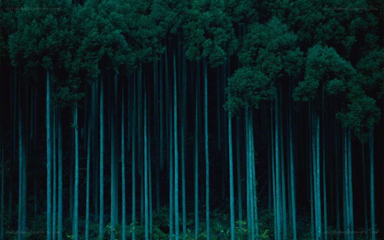 Dark forest at night