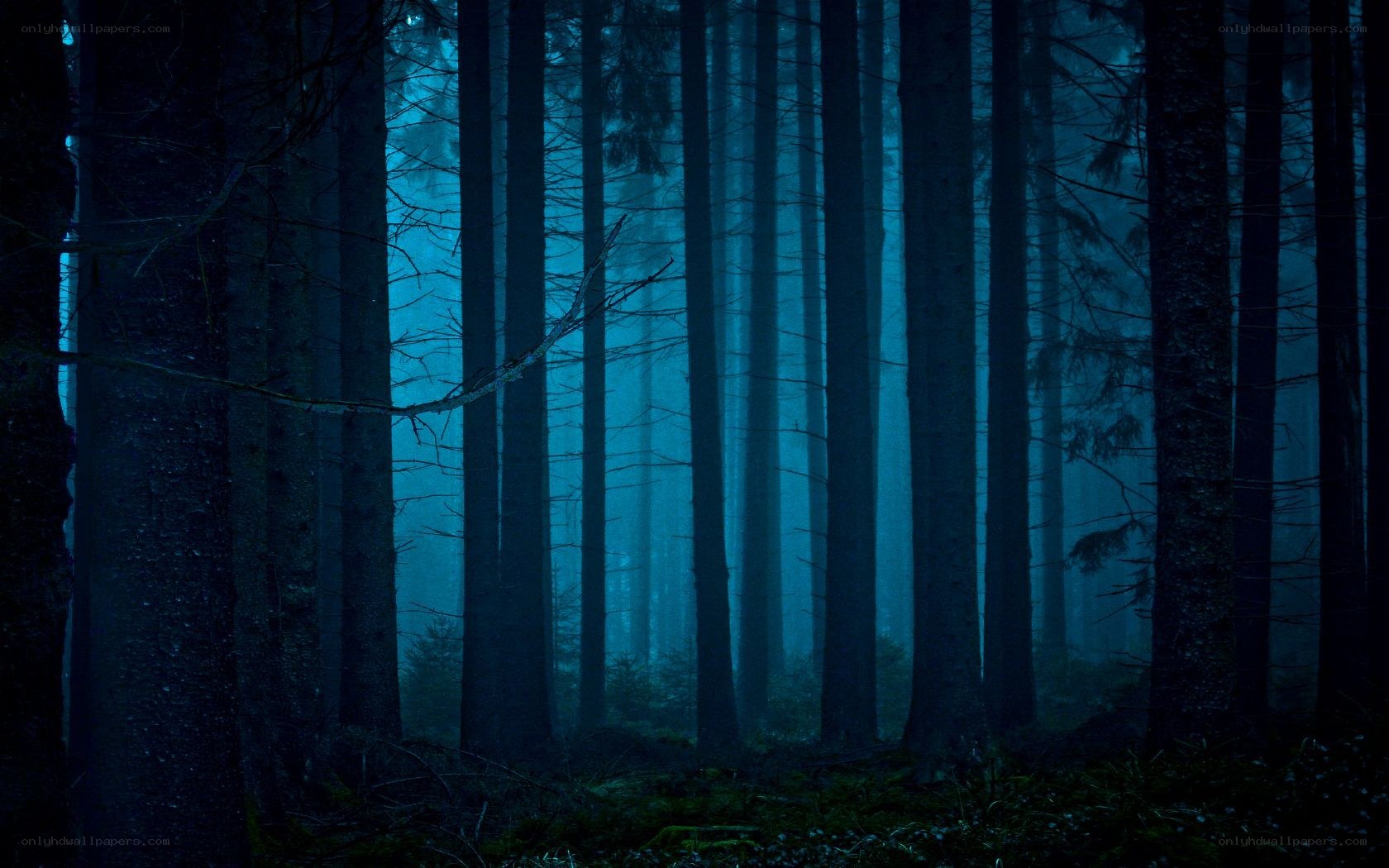 Dark forest at night