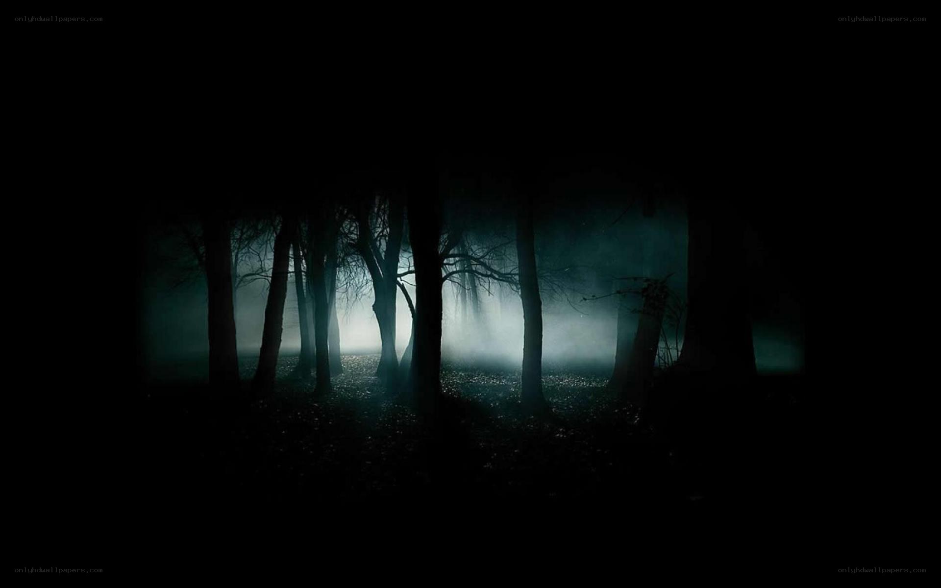 dark forest at night