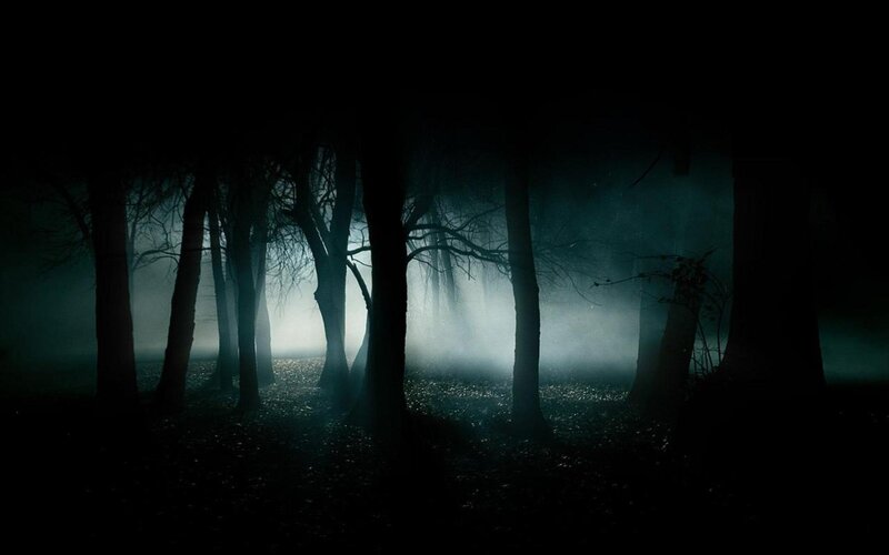 Dark forest at night
