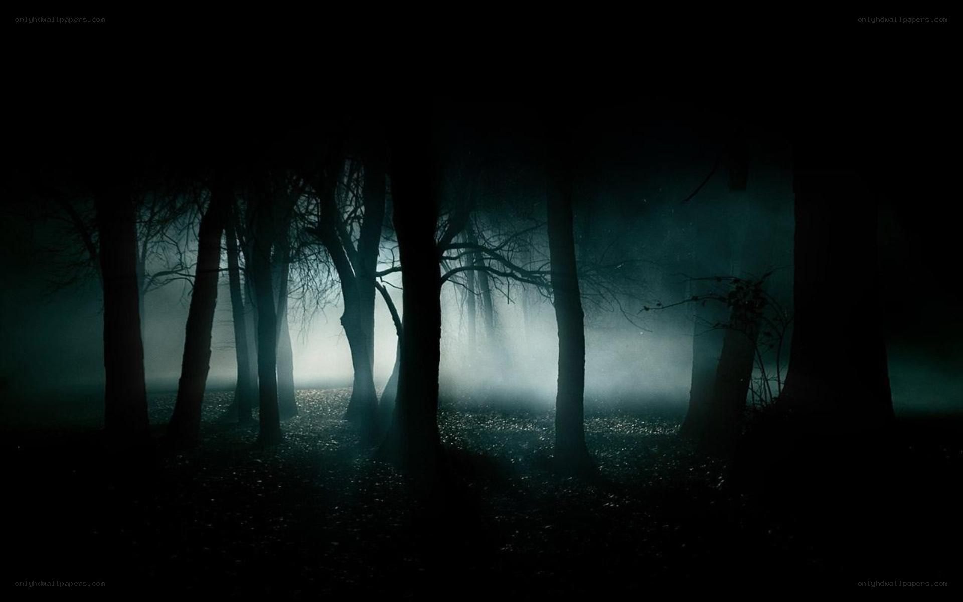 Dark forest at night