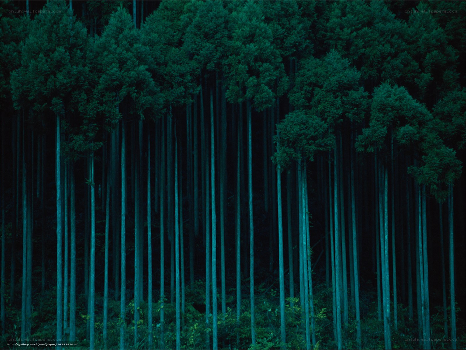 Dark forest at night